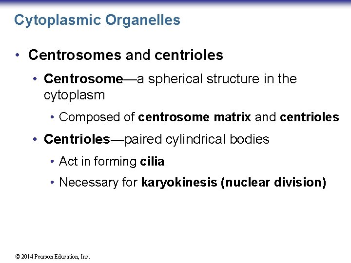 Cytoplasmic Organelles • Centrosomes and centrioles • Centrosome—a spherical structure in the cytoplasm •