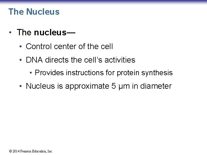 The Nucleus • The nucleus— • Control center of the cell • DNA directs