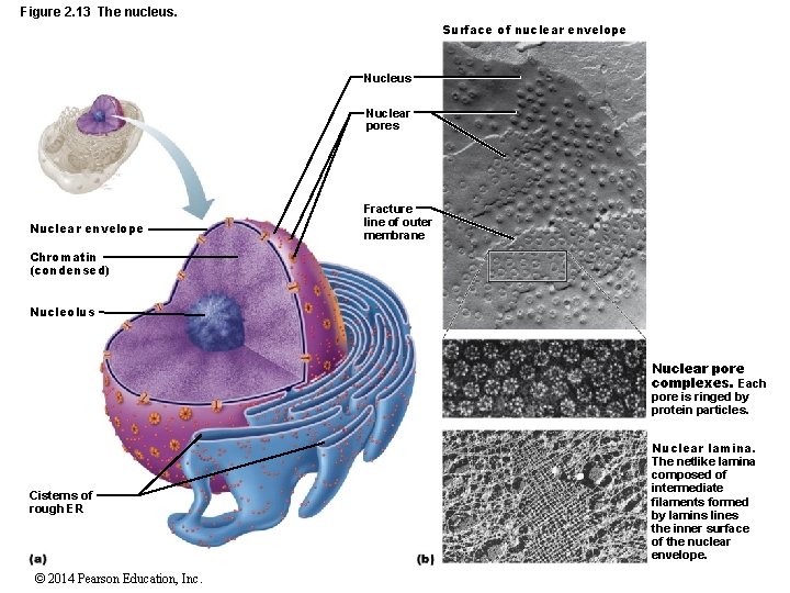 Figure 2. 13 The nucleus. Surface of nuclear envelope Nucleus Nuclear pores Nuclear envelope