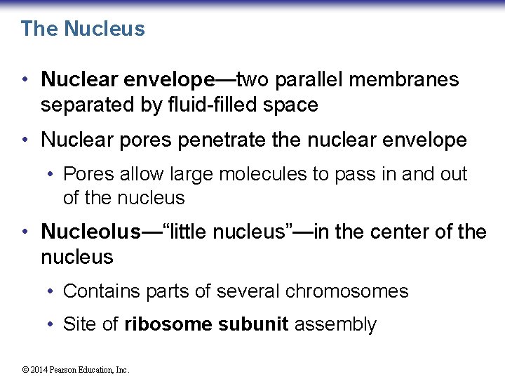 The Nucleus • Nuclear envelope—two parallel membranes separated by fluid-filled space • Nuclear pores