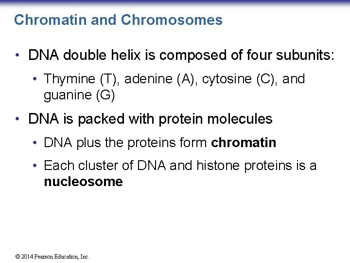 Chromatin and Chromosomes • DNA double helix is composed of four subunits: • Thymine