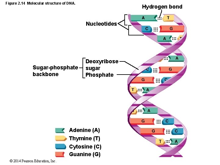 Figure 2. 14 Molecular structure of DNA. Hydrogen bond Nucleotides Sugar-phosphate backbone Deoxyribose sugar