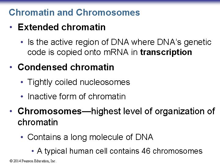 Chromatin and Chromosomes • Extended chromatin • Is the active region of DNA where