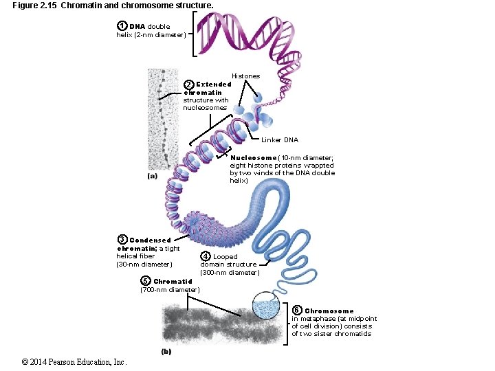 Figure 2. 15 Chromatin and chromosome structure. 1 DNA double helix (2 -nm diameter)