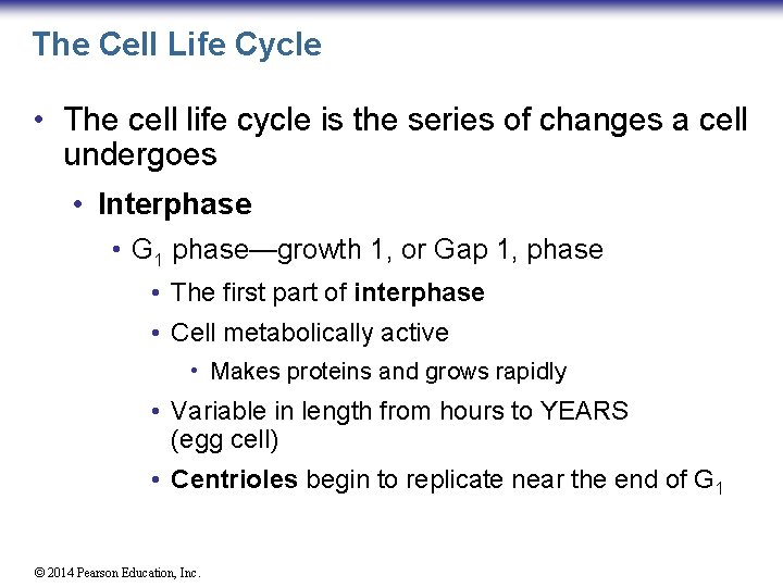 The Cell Life Cycle • The cell life cycle is the series of changes