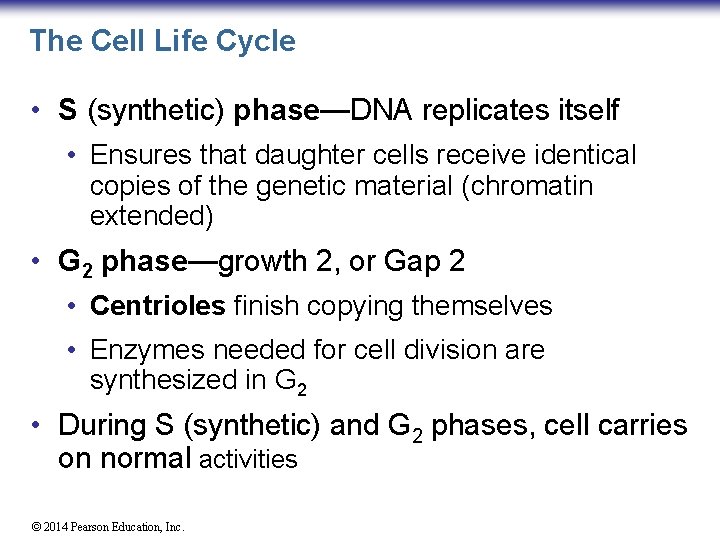 The Cell Life Cycle • S (synthetic) phase—DNA replicates itself • Ensures that daughter