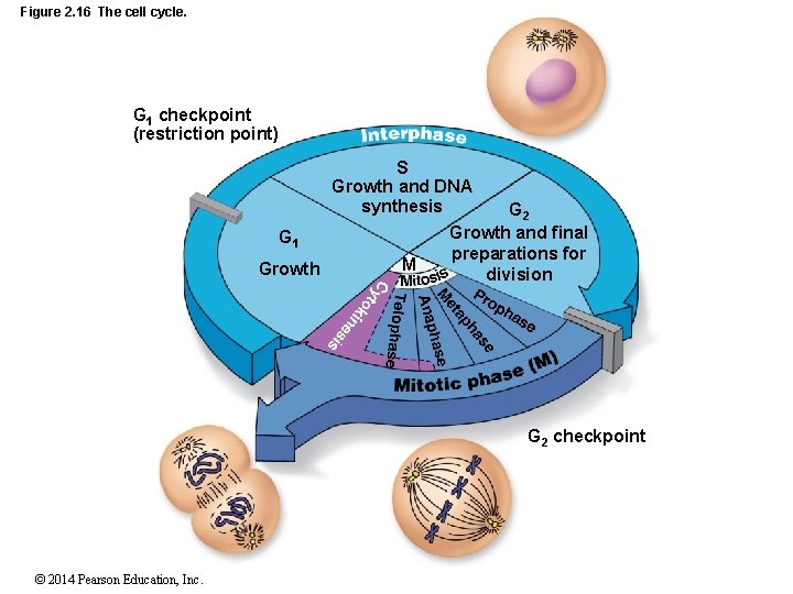 Figure 2. 16 The cell cycle. G 1 checkpoint (restriction point) S Growth and