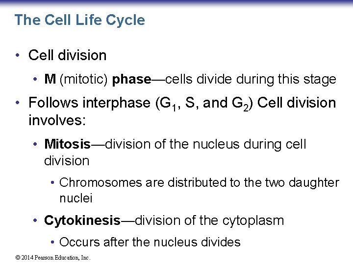 The Cell Life Cycle • Cell division • M (mitotic) phase—cells divide during this