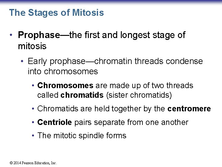 The Stages of Mitosis • Prophase—the first and longest stage of mitosis • Early