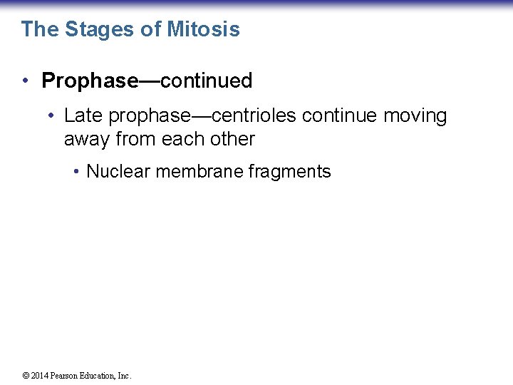 The Stages of Mitosis • Prophase—continued • Late prophase—centrioles continue moving away from each