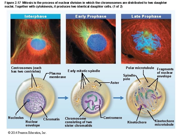 Figure 2. 17 Mitosis is the process of nuclear division in which the chromosomes