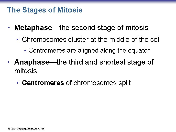 The Stages of Mitosis • Metaphase—the second stage of mitosis • Chromosomes cluster at