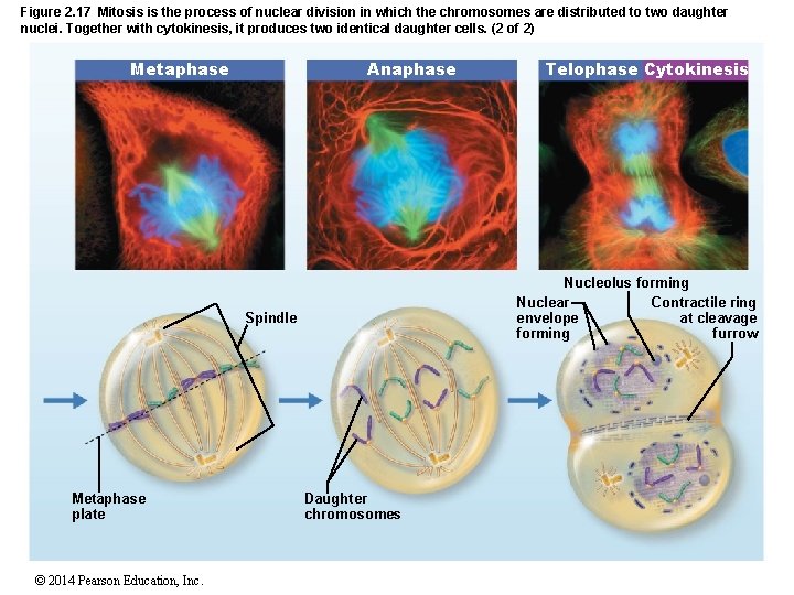 Figure 2. 17 Mitosis is the process of nuclear division in which the chromosomes