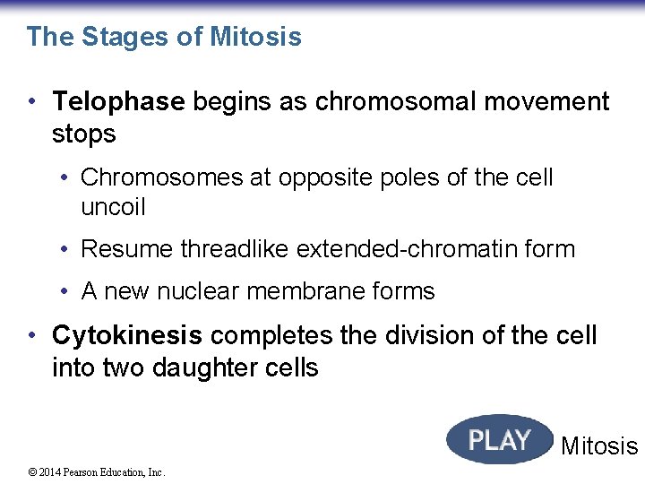 The Stages of Mitosis • Telophase begins as chromosomal movement stops • Chromosomes at