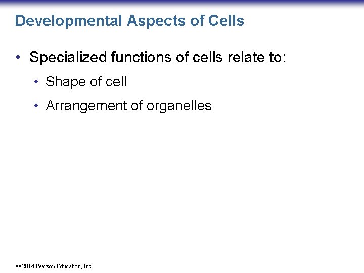Developmental Aspects of Cells • Specialized functions of cells relate to: • Shape of