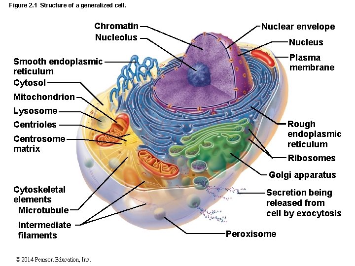 Figure 2. 1 Structure of a generalized cell. Chromatin Nucleolus Nuclear envelope Nucleus Plasma