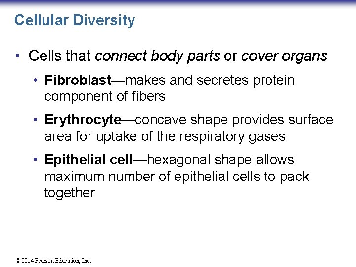 Cellular Diversity • Cells that connect body parts or cover organs • Fibroblast—makes and