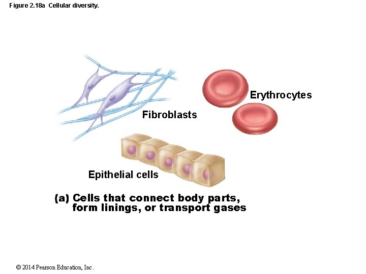 Figure 2. 18 a Cellular diversity. Erythrocytes Fibroblasts Epithelial cells Cells that connect body