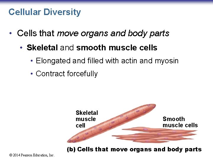 Cellular Diversity • Cells that move organs and body parts • Skeletal and smooth