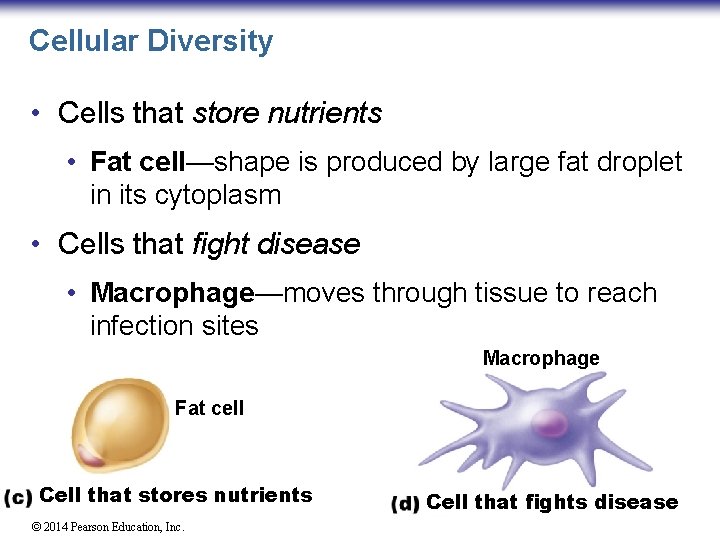 Cellular Diversity • Cells that store nutrients • Fat cell—shape is produced by large