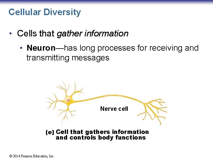 Cellular Diversity • Cells that gather information • Neuron—has long processes for receiving and