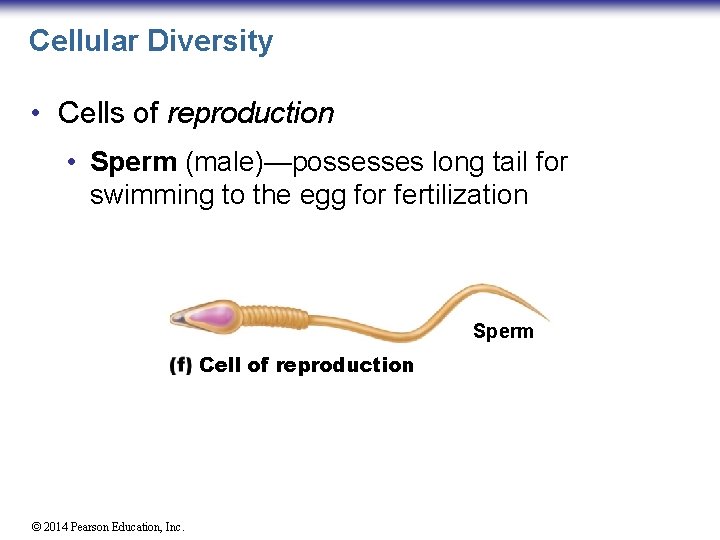 Cellular Diversity • Cells of reproduction • Sperm (male)—possesses long tail for swimming to