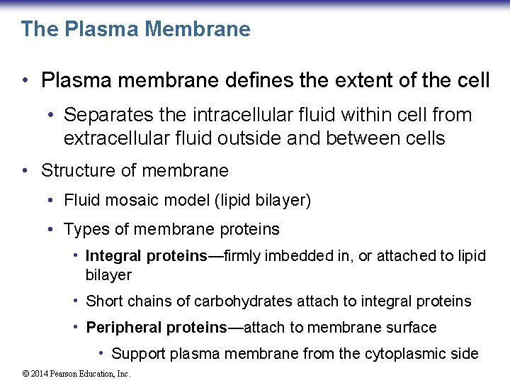 The Plasma Membrane • Plasma membrane defines the extent of the cell • Separates
