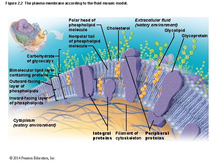 Figure 2. 2 The plasma membrane according to the fluid mosaic model. Polar head