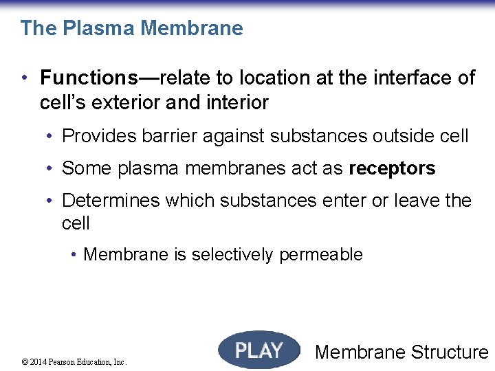 The Plasma Membrane • Functions—relate to location at the interface of cell’s exterior and