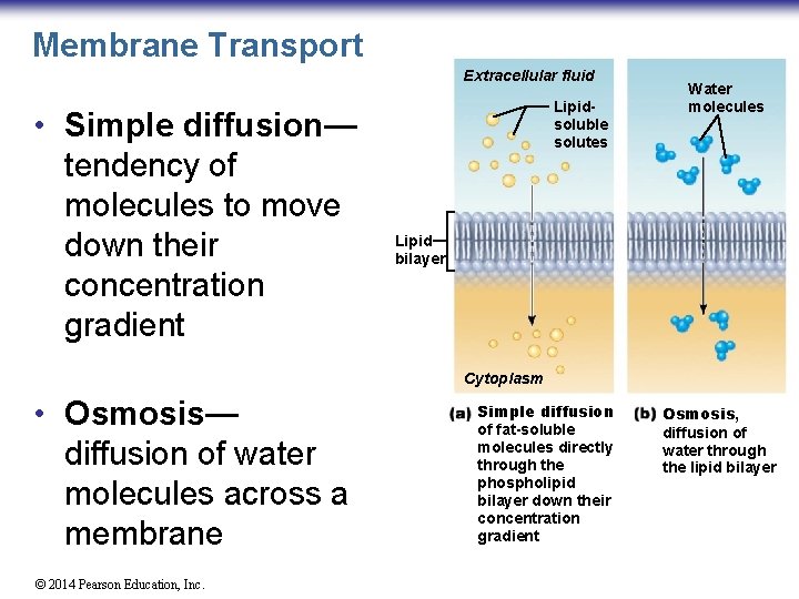 Membrane Transport Extracellular fluid • Simple diffusion— tendency of molecules to move down their