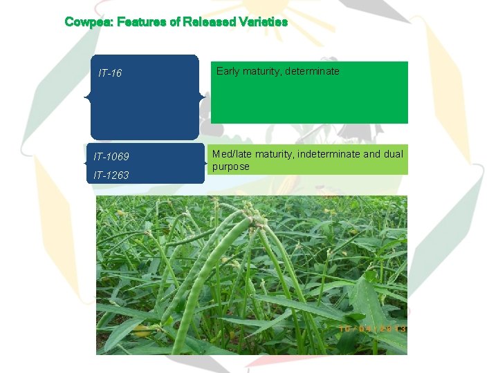 Cowpea: Features of Released Varieties IT-16 IT-1069 IT-1263 Early maturity, determinate Med/late maturity, indeterminate