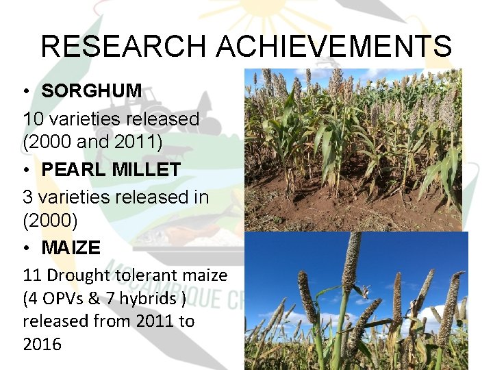 RESEARCH ACHIEVEMENTS • SORGHUM 10 varieties released (2000 and 2011) • PEARL MILLET 3