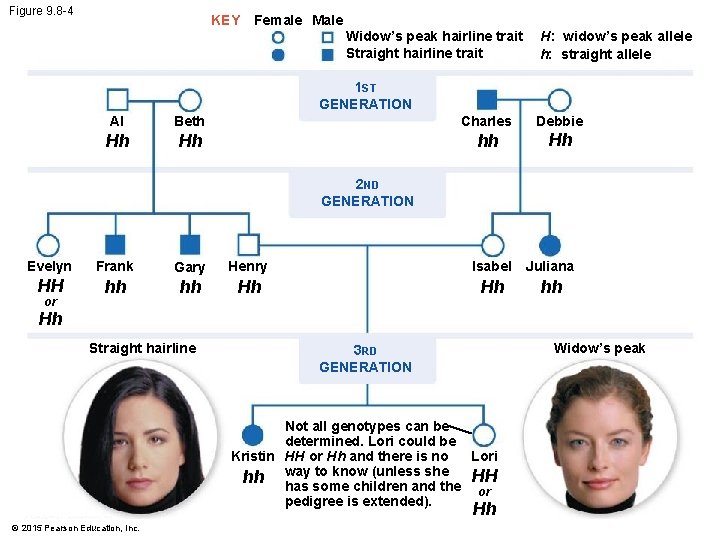 Figure 9. 8 -4 KEY Female Male Widow’s peak hairline trait Straight hairline trait