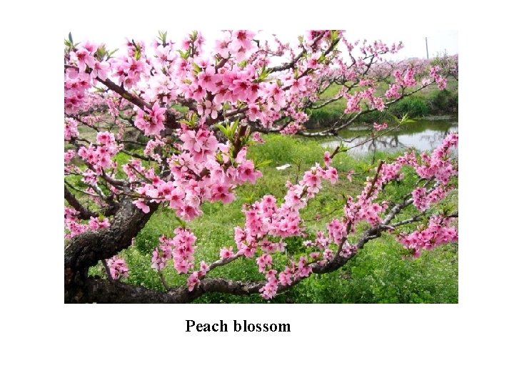 Peach blossom 