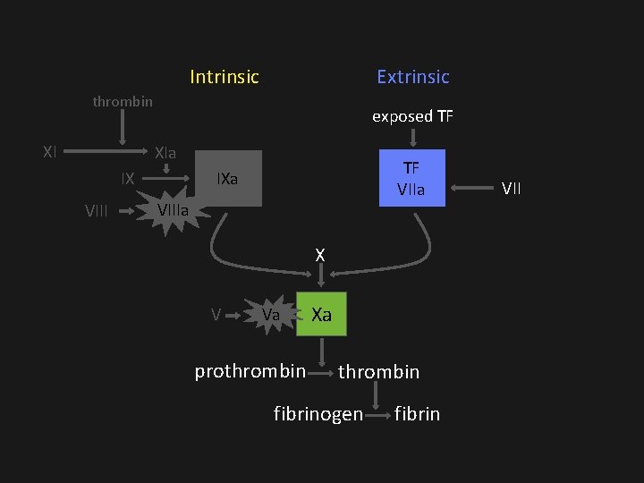 Intrinsic Extrinsic thrombin XI exposed TF XIa IX VIII TF VIIa IXa VIIIa X Intrinsic Extrinsic thrombin XI exposed TF XIa IX VIII TF VIIa IXa VIIIa X