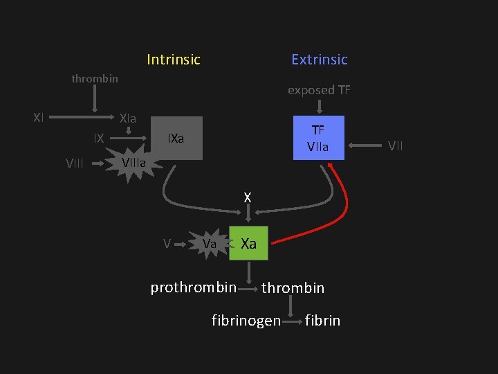 Intrinsic Extrinsic thrombin XI exposed TF XIa IX VIII TF VIIa IXa VIIIa X Intrinsic Extrinsic thrombin XI exposed TF XIa IX VIII TF VIIa IXa VIIIa X