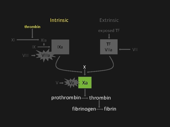 Intrinsic Extrinsic thrombin XI exposed TF XIa IX VIII TF VIIa IXa VIIIa X Intrinsic Extrinsic thrombin XI exposed TF XIa IX VIII TF VIIa IXa VIIIa X