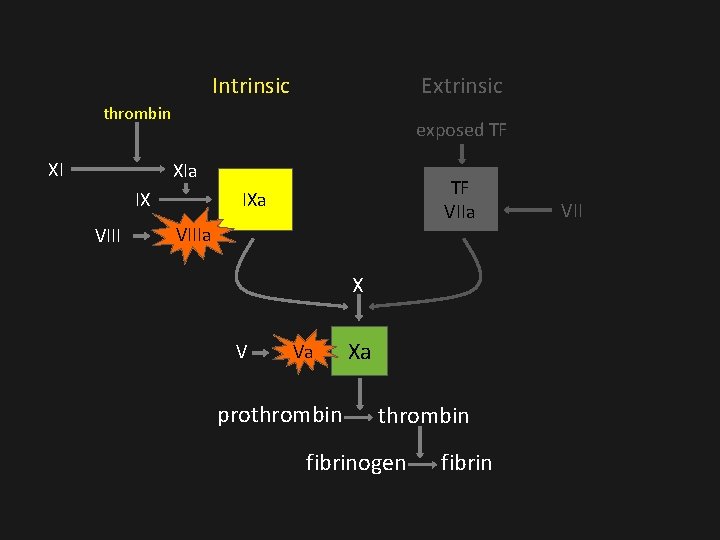Intrinsic Extrinsic thrombin XI exposed TF XIa IX VIII TF VIIa IXa VIIIa X Intrinsic Extrinsic thrombin XI exposed TF XIa IX VIII TF VIIa IXa VIIIa X