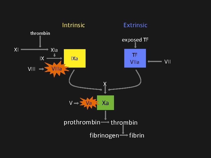 Intrinsic Extrinsic thrombin XI exposed TF XIa IX VIII TF VIIa IXa VIIIa X Intrinsic Extrinsic thrombin XI exposed TF XIa IX VIII TF VIIa IXa VIIIa X