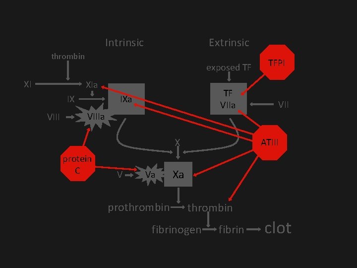 Intrinsic Extrinsic thrombin XI exposed TF XIa IX VIII TF VIIa IXa VIIIa V Intrinsic Extrinsic thrombin XI exposed TF XIa IX VIII TF VIIa IXa VIIIa V