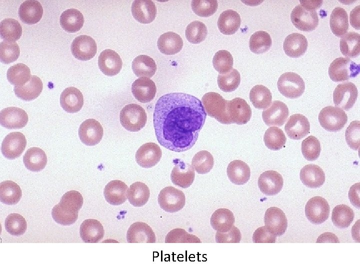 Platelets Platelets