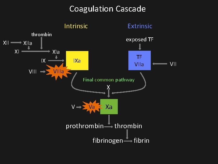 Coagulation Cascade Intrinsic Extrinsic thrombin XII exposed TF XIIa XI XIa IX VIII TF Coagulation Cascade Intrinsic Extrinsic thrombin XII exposed TF XIIa XI XIa IX VIII TF