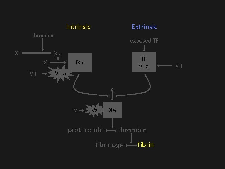 Intrinsic Extrinsic thrombin XI exposed TF XIa IX VIII TF VIIa IXa VIIIa X Intrinsic Extrinsic thrombin XI exposed TF XIa IX VIII TF VIIa IXa VIIIa X