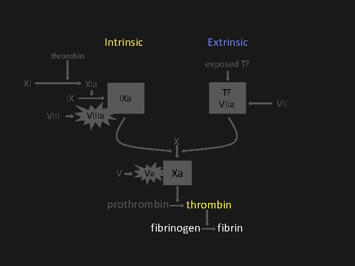 Intrinsic Extrinsic thrombin XI exposed TF XIa IX VIII TF VIIa IXa VIIIa X Intrinsic Extrinsic thrombin XI exposed TF XIa IX VIII TF VIIa IXa VIIIa X