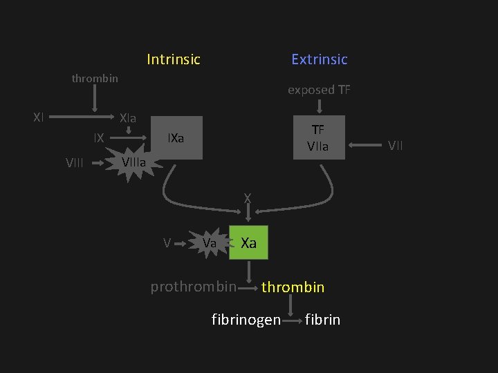 Intrinsic Extrinsic thrombin XI exposed TF XIa IX VIII TF VIIa IXa VIIIa X Intrinsic Extrinsic thrombin XI exposed TF XIa IX VIII TF VIIa IXa VIIIa X