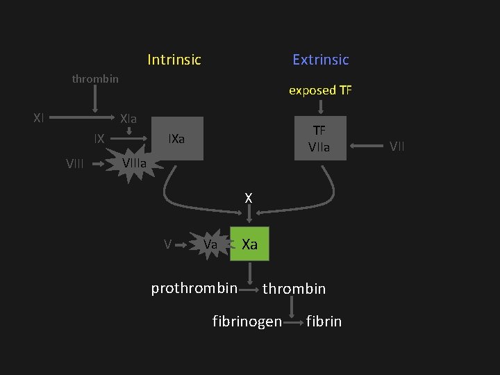 Intrinsic Extrinsic thrombin XI exposed TF XIa IX VIII TF VIIa IXa VIIIa X Intrinsic Extrinsic thrombin XI exposed TF XIa IX VIII TF VIIa IXa VIIIa X