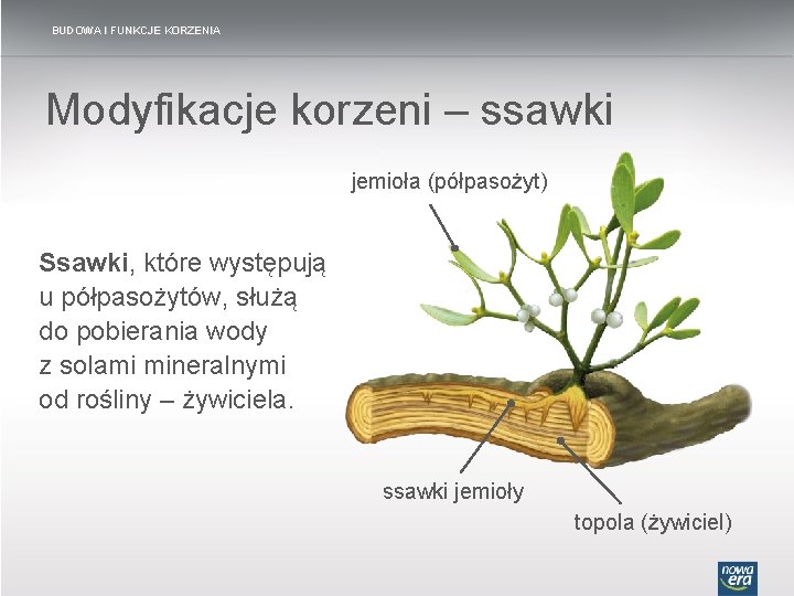 TEMAT LEKCJI Budowa i funkcje korzenia BUDOWA I