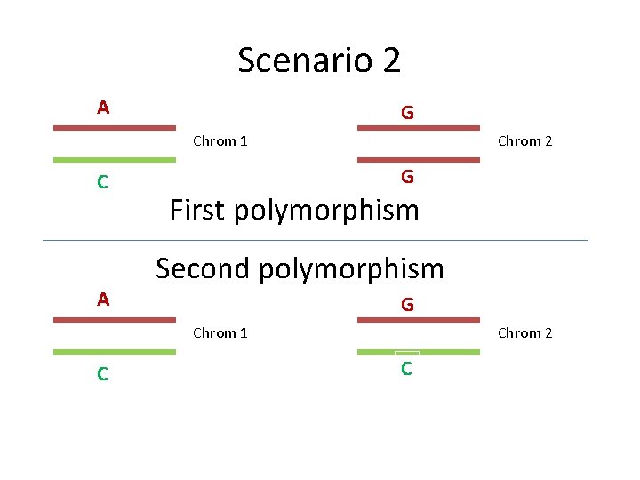 Scenario 2 A G Chrom 1 C A Chrom 2 G First polymorphism Second