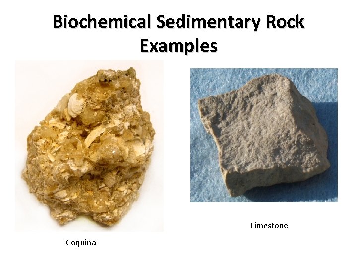 Biochemical Sedimentary Rock Examples Limestone Coquina 