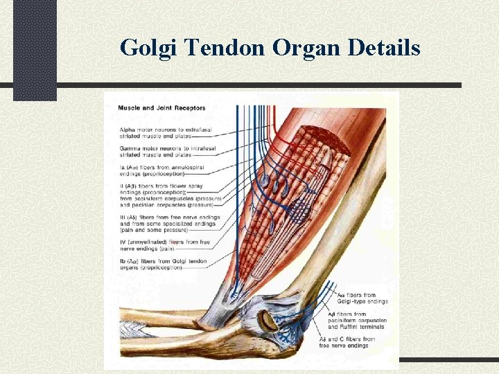 Golgi Tendon Organ Details 